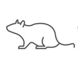 Pack of 10 Frozen Small/Medium Mice
