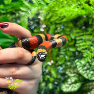 Pueblan Milk Snake - Apricot