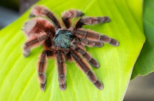Antilles Pink Toe Tarantula - Caribena versicolor (#3)