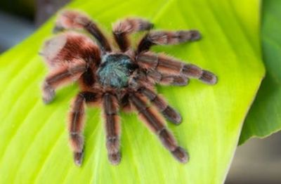 Antilles Pink Toe Tarantula - Caribena versicolor (#3)