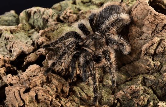 Curly Hair Tarantula - Tliltocatl albopilosus (#2)