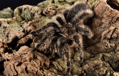 Curly Hair Tarantula - Tliltocatl albopilosus (#3)