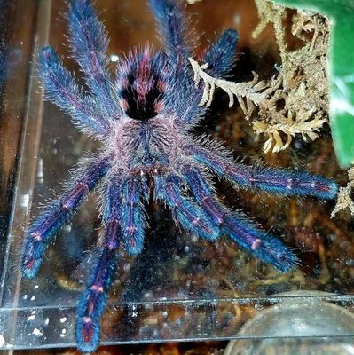 Amazon Sapphire Pink Tarantula - Ybyrapora diversipes (#1)