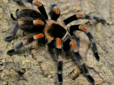 Mexican Red Knee - Brachypelma hamorii (#3)