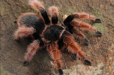 Mexican Pink Knee - Brachypelma klaasi (#1)