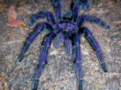 Purple Pink Toe Tarantula -  Avicularia purpurea (#3)