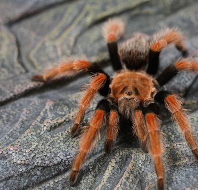 Mexican Fire Leg - Brachypelma boehmei (#1)