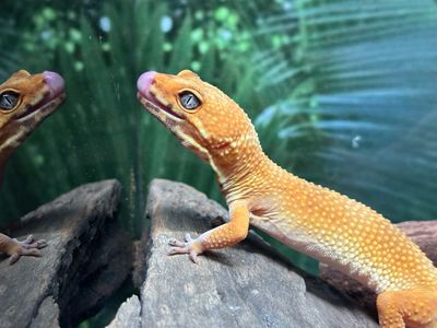 CB222 Electric Tangerine Het Tremper X Electric Sunglow X Leopard Gecko