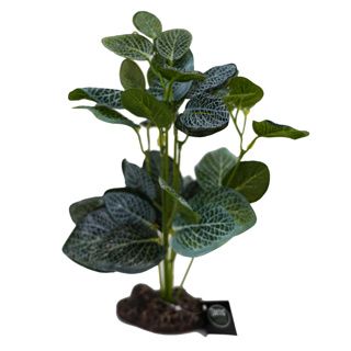 Betta Terra Green Fittonia Plant 26cm