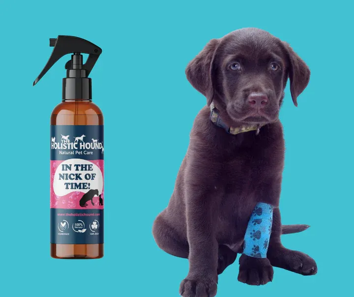 The Holistic Hound - In The Nick Of Time (Formerly Heal Me Quick)