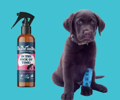 The Holistic Hound - In The Nick Of Time (Formerly Heal Me Quick)