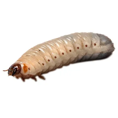 Pachnoda Marginata Grubs (Sun Beetle Larvae)