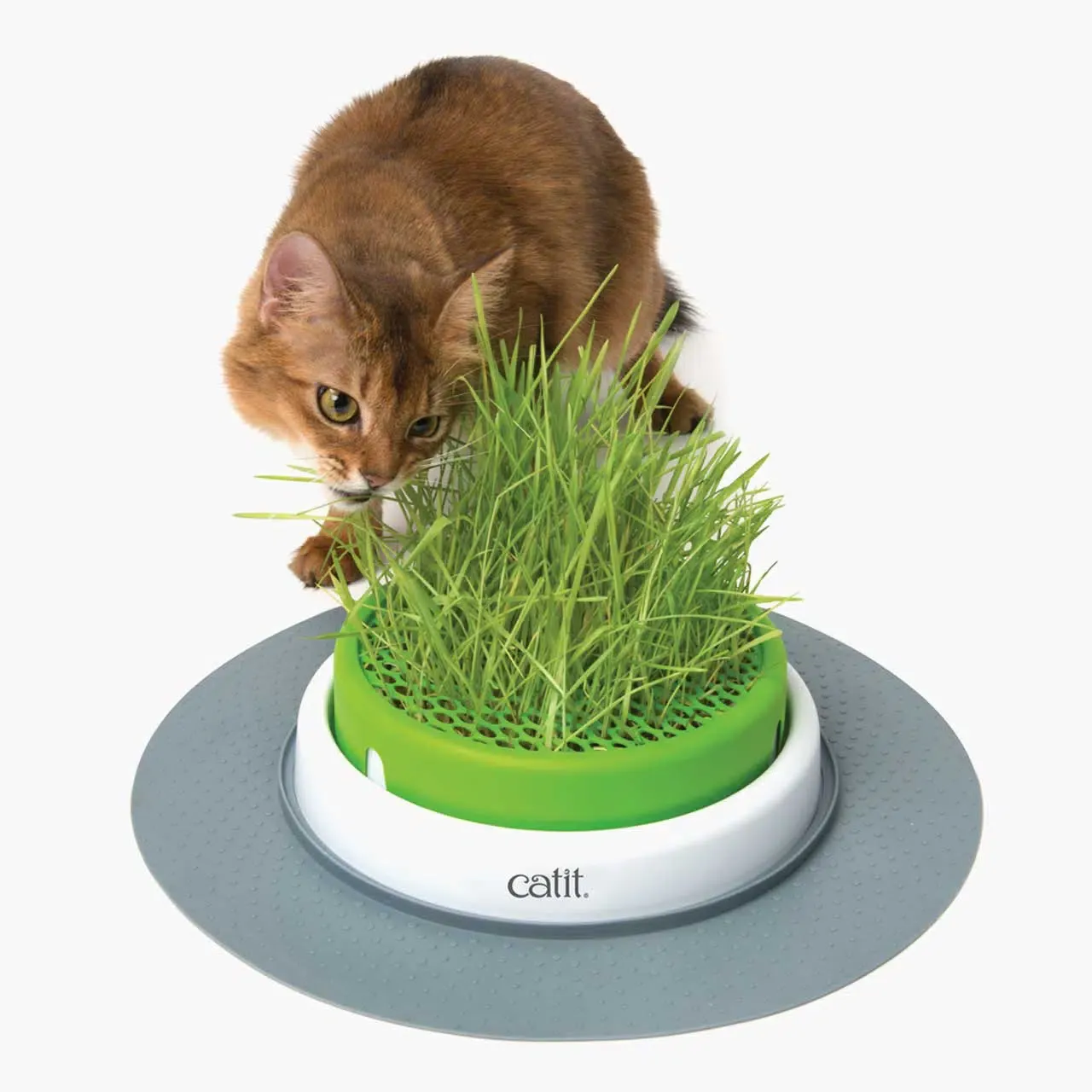 Catit Senses Grass Planter
