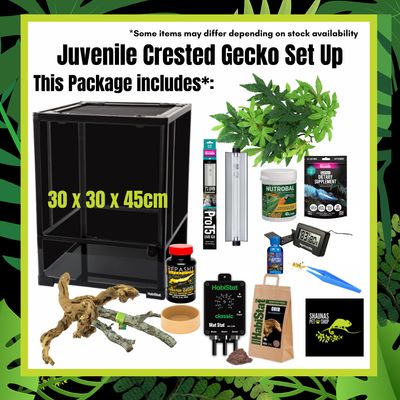 Hatchling Crested Gecko Full Setup Including Hatchling Crested Gecko and UVB Lighting