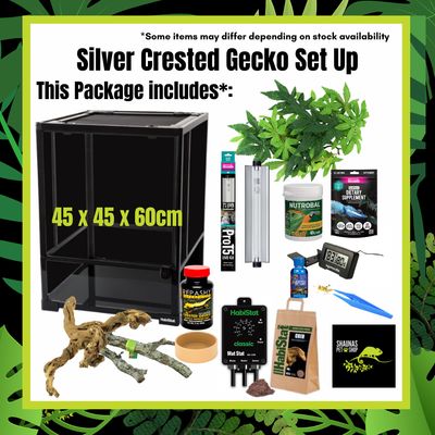 Silver Crested Gecko Setup