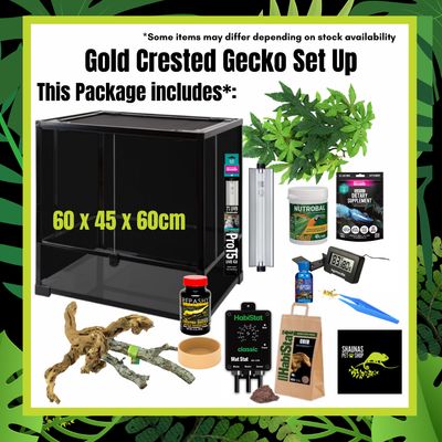 Gold Crested Gecko Setup