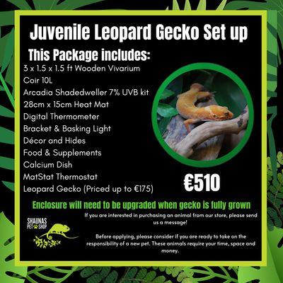 Juvenile Leopard Gecko Starter Set