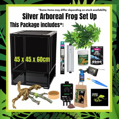 Silver Tree Frog Complete Set Up