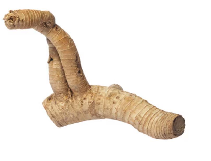 HabiStat Bamboo Root Medium