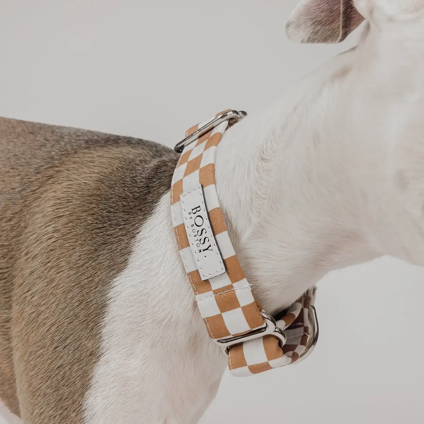 Bossy Desert - Martingale Dog Collar