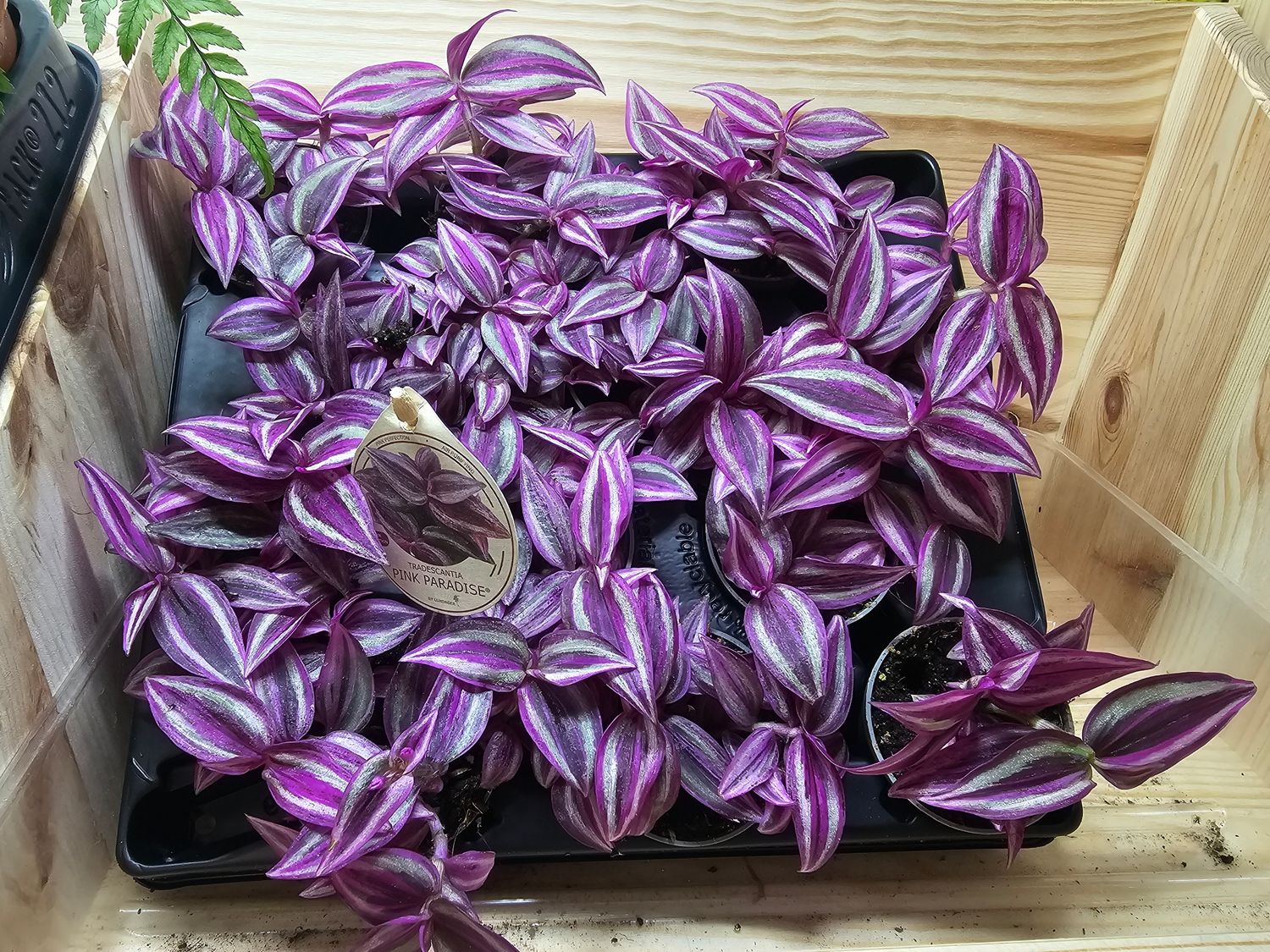 Tradescantia pink paradise- web purchase special offer price!
