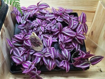 Tradescantia pink paradise- web purchase special offer price!
