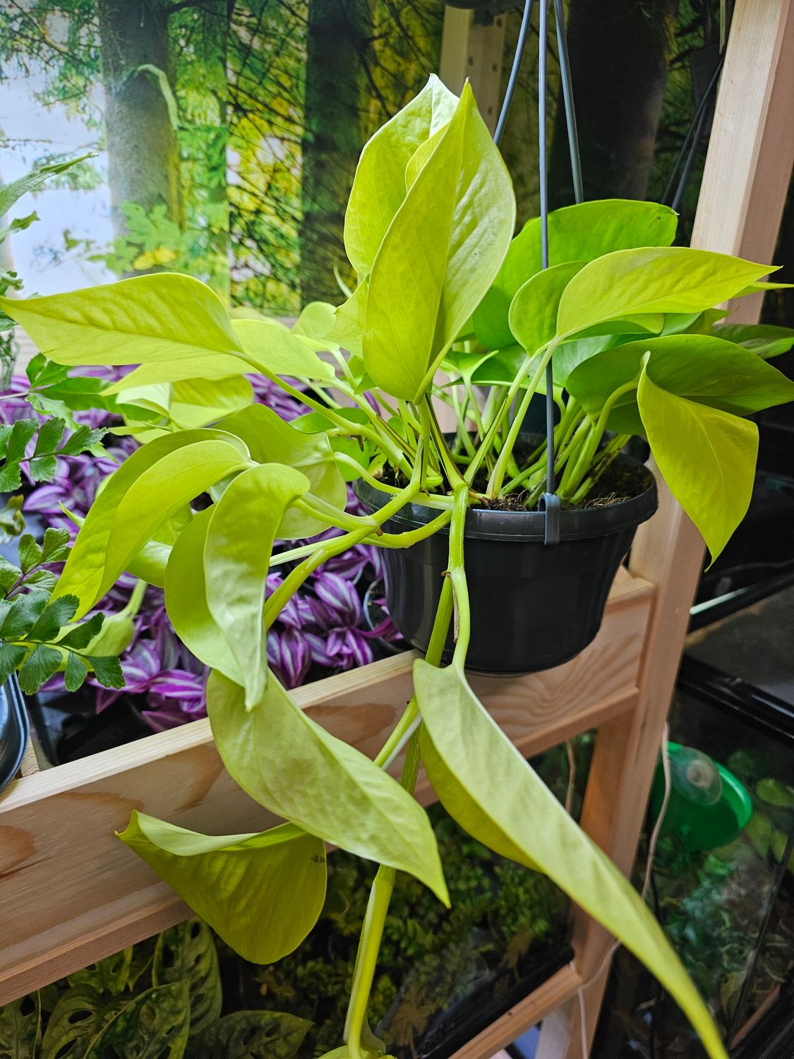 Epipremnum pin atum " golden pothos"