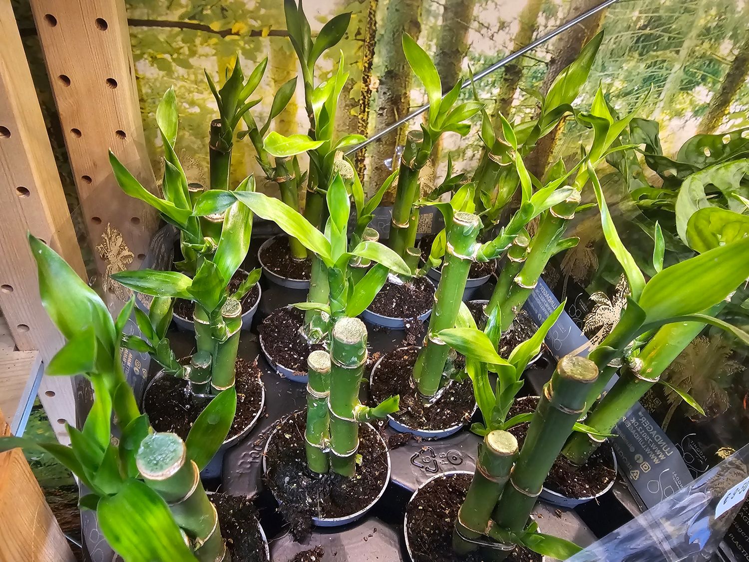 Dracaena braunii " lucky bamboo " including pot 22cm special web price only
