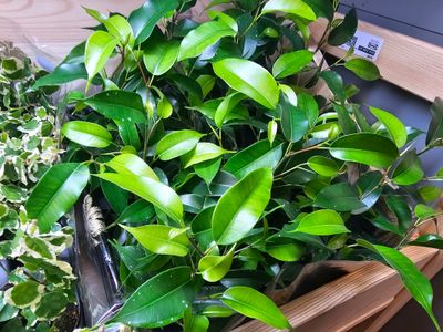 Ficus benjamins " natasja"