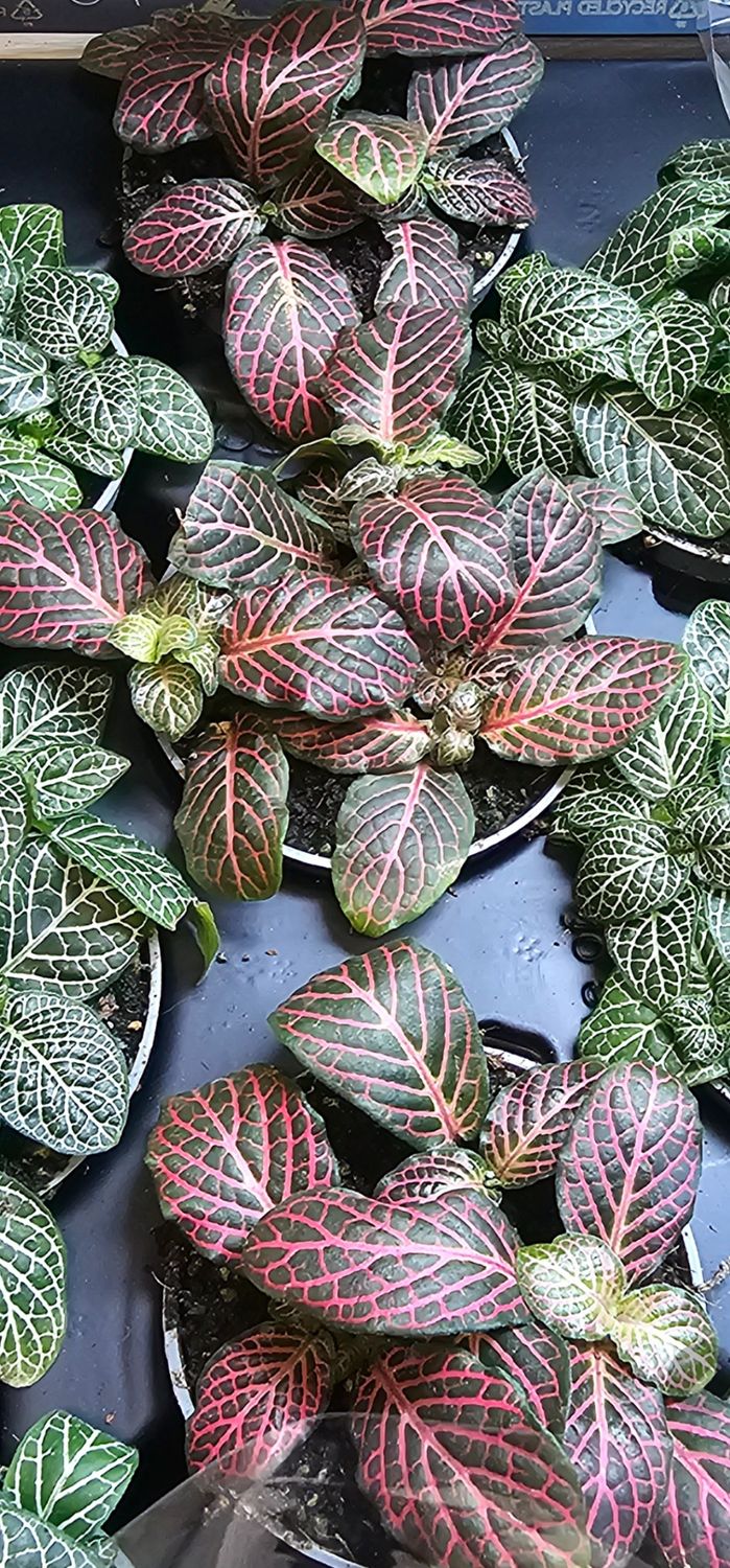 Fittonia verschaffeltii