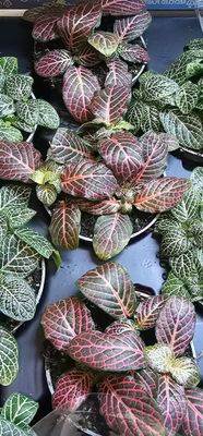 Fittonia verschaffeltii