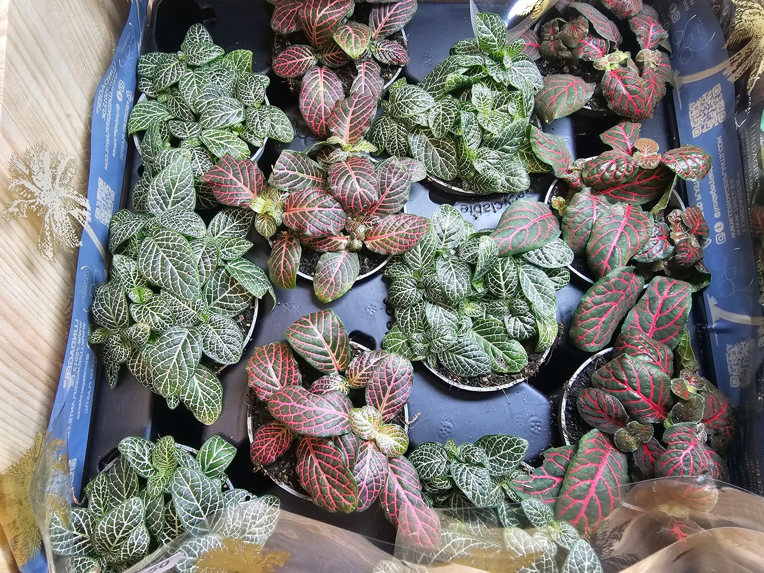 Fittonia verschaffeltii