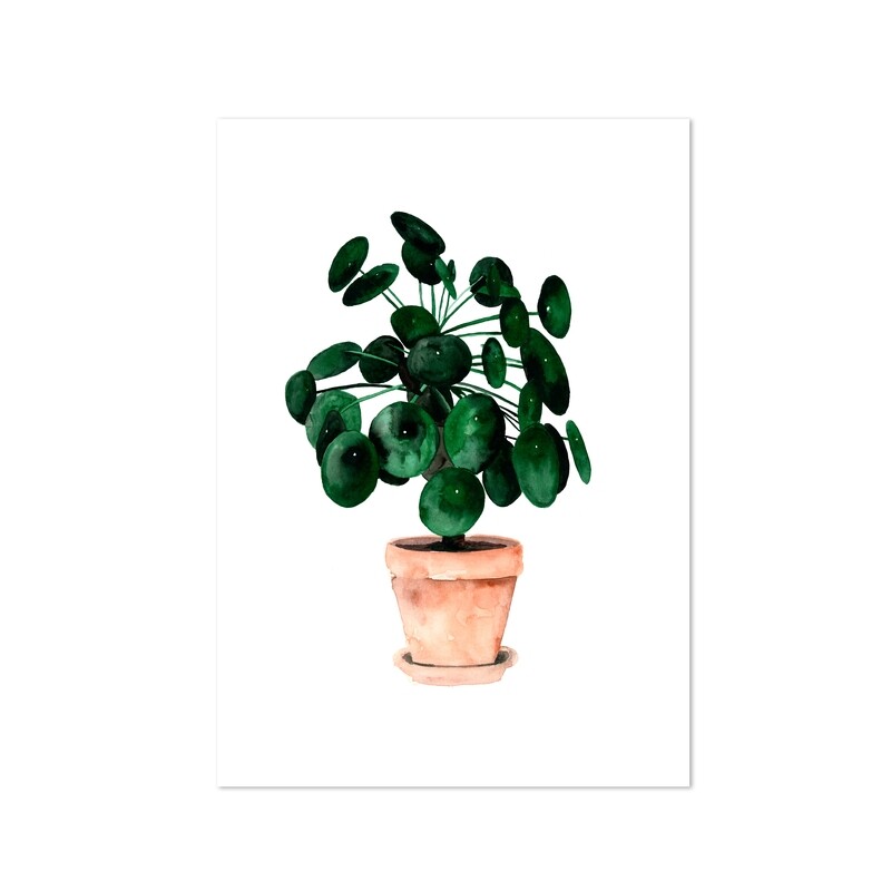 Pilea - UFO plant