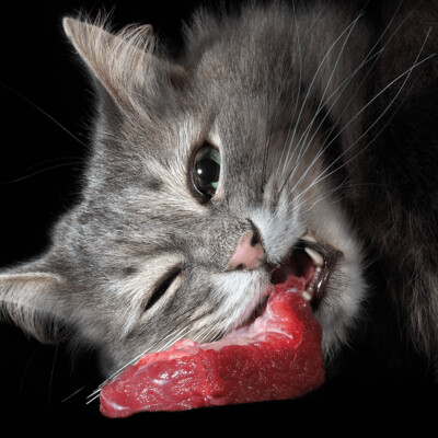 Für Katzen