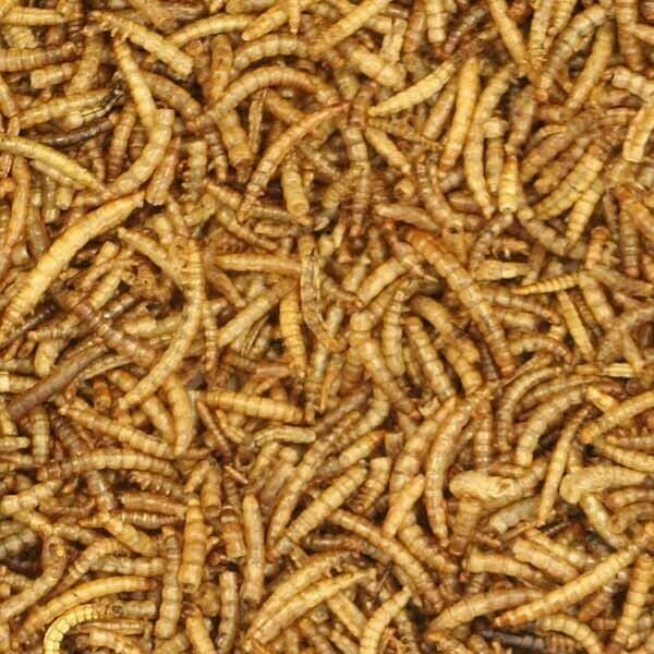 download dried mealworms