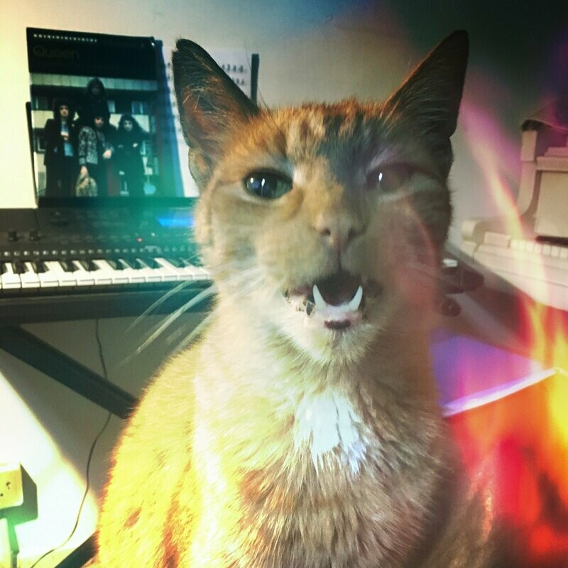 Cat Concert (A special treat for your pet)