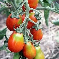 Tomate Baselbieter Röteli