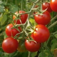 Tomate Cherry rouge