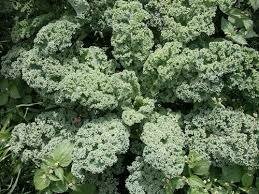 Chou-plume vert (6p)