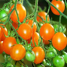 Tomate Dattes orange