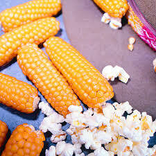 Maïs pop corn