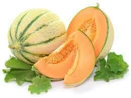 Melon Charentais (pot 10cm)