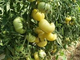 Tomate blanche Marvori