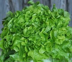 Salade feuille de chêne verte (6p)