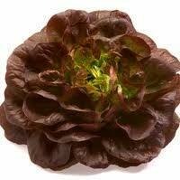 Salade salanova rouge (6p)