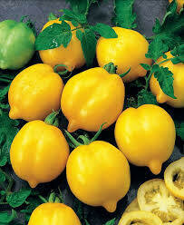 Tomate citron