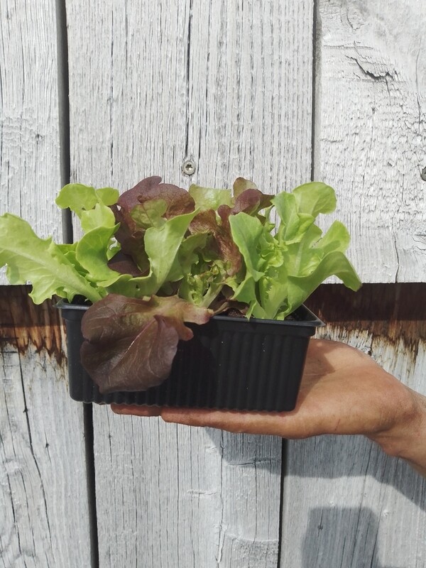 Salades têtes en mélange (6p)