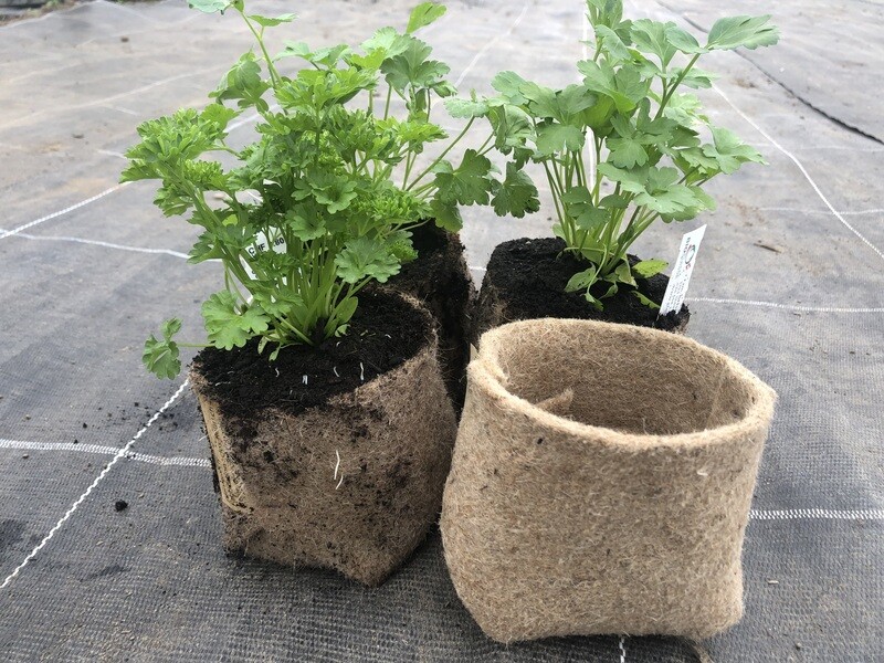 pot biodégradable 10 cm