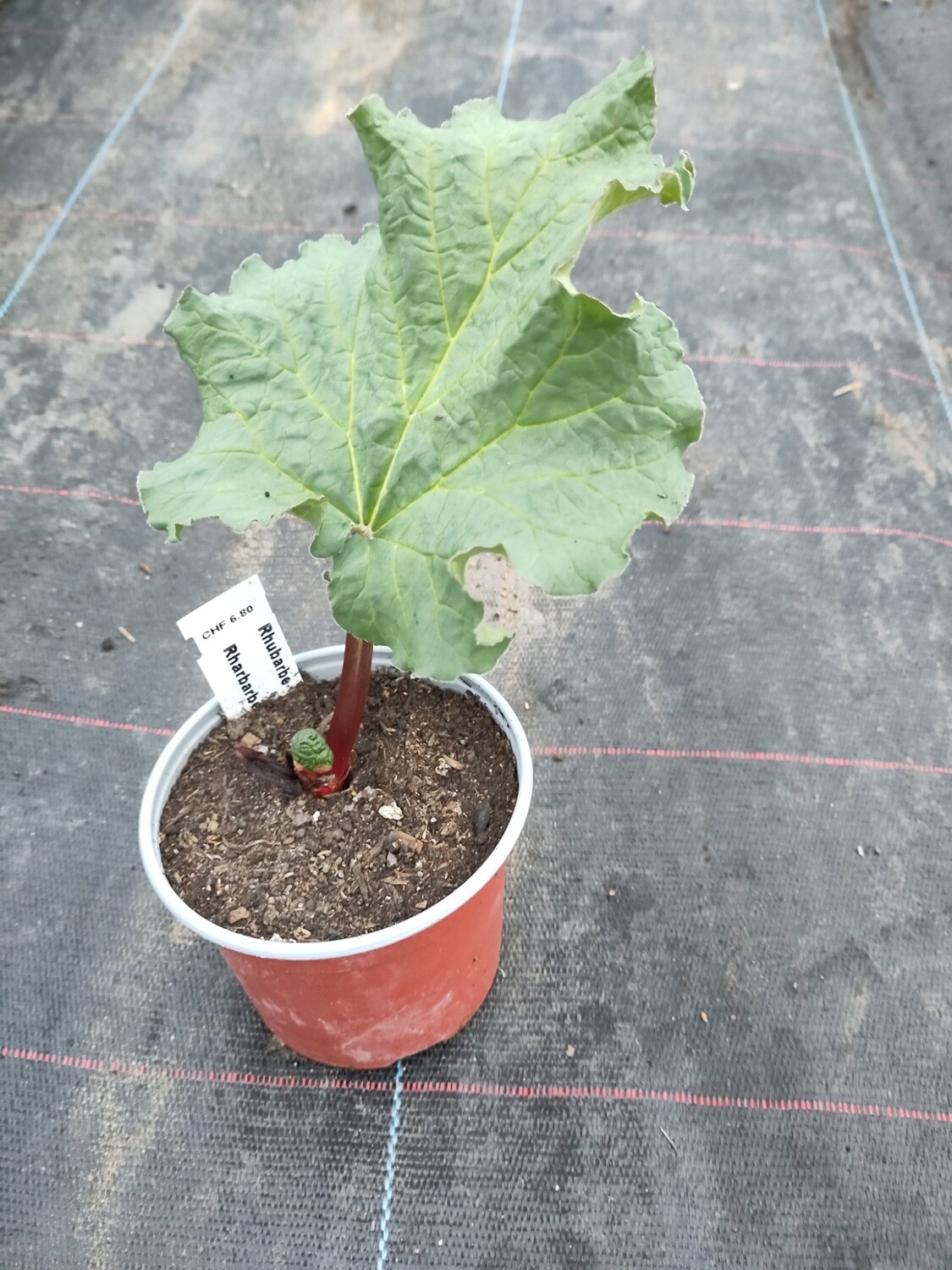 Rhubarbe (pot 10cm)