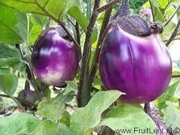 Aubergine greffée rose et blanche